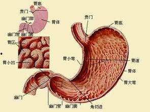 医生爆料切胃胃癌的视频,医生亲述惊心动魄的救治历程