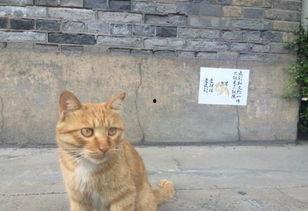 网红猫吃贝贝瓜视频,贝贝瓜成新宠! 第3张 网红猫吃贝贝瓜视频,贝贝瓜成新宠! 第3张